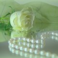 Rose & Pearls