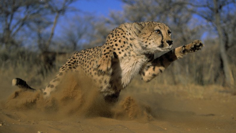 Cheetah Take Off