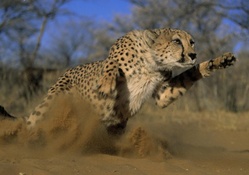 Cheetah Take Off
