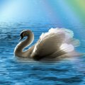 ~*~ Swan ~*~