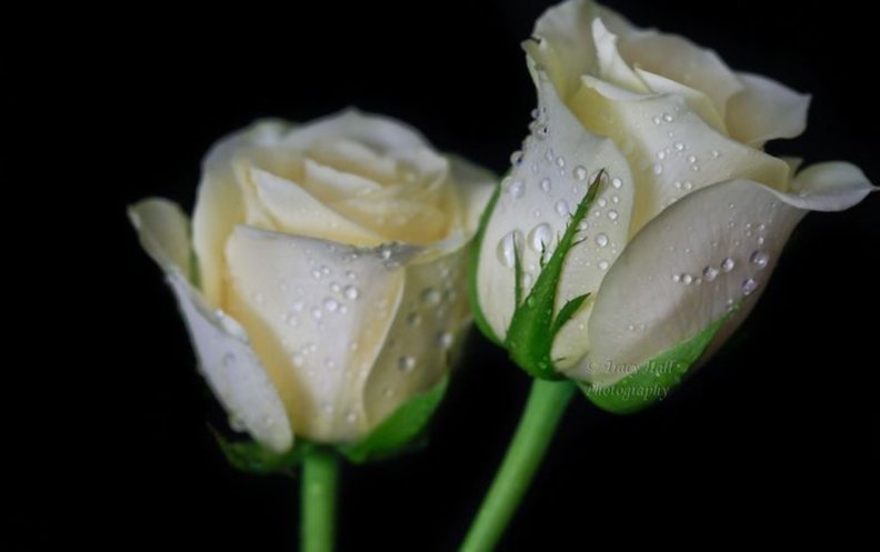 creamy_white_roses.jpg