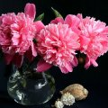 Pink Dahlias and Seashells