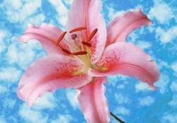 Pink Lily On Blue Sky