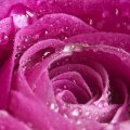 Pink Rose with Water Drops on it