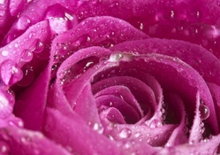 Pink Rose with Water Drops on it
