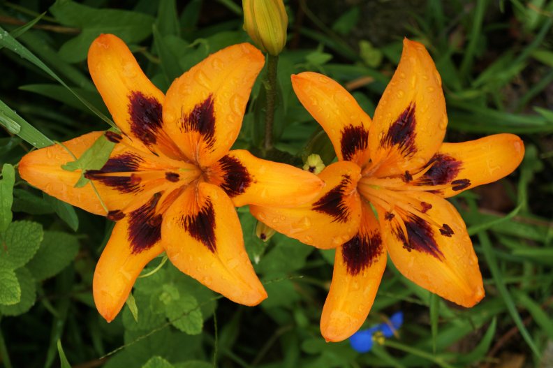 orange_lilies_bloom.jpg