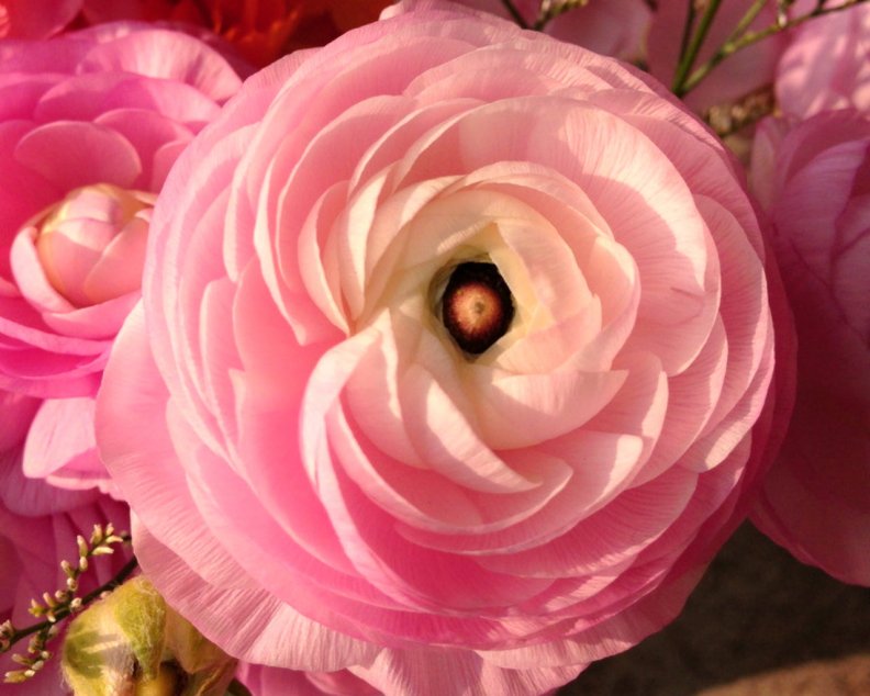 pink_flowers.jpg