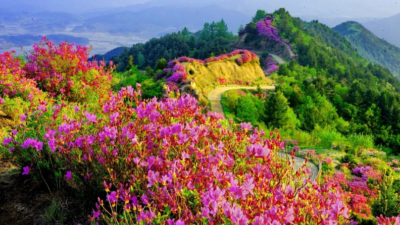 colorful_flowers_along_a_mountain_trail.jpg