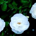 Trio of White Roses