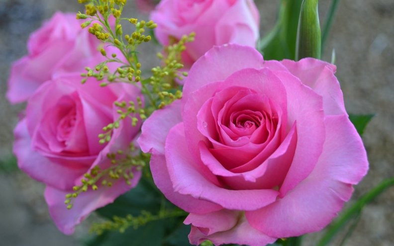 pink_roses.jpg