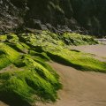 moss covered coastal rocks