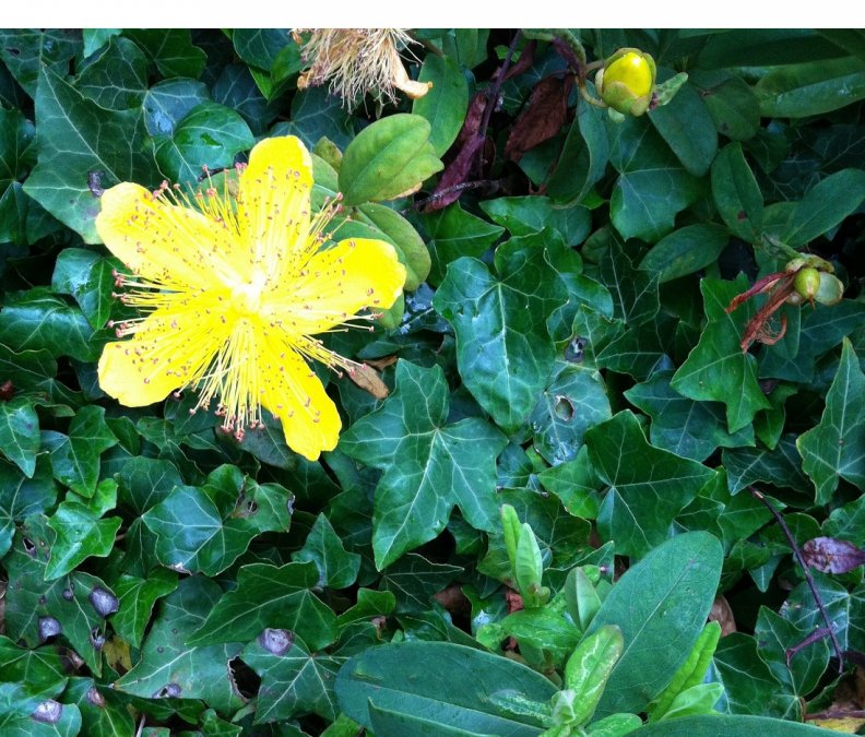 bright_yellow_flower.jpg