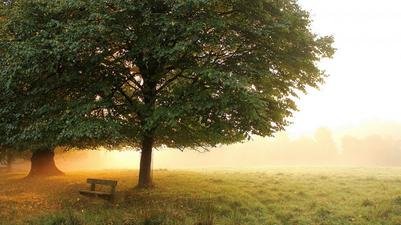 morning mist on a beautiful park meadow