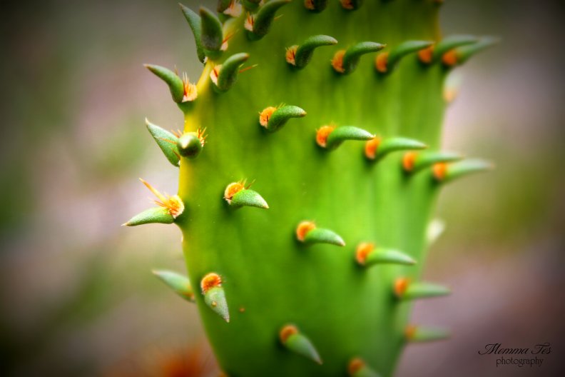 gentle_cactus.jpg