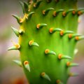 Gentle Cactus