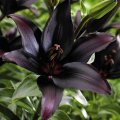 Mystical Black Lily