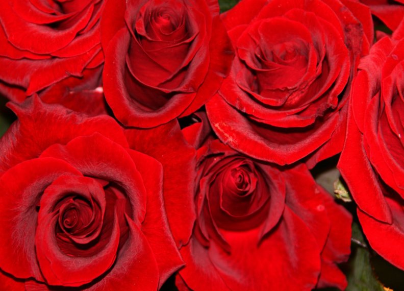 vibrant_red_roses.jpg