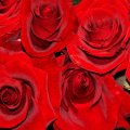 ~ Vibrant Red Roses ~