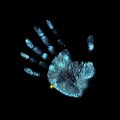 We Need Your Hand Print For Identification