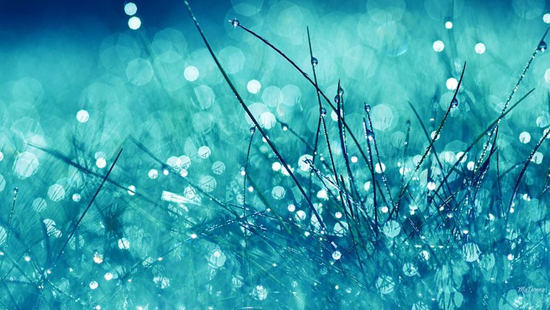 blue_grass_rain_shower.jpg