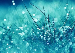 Blue Grass Rain Shower