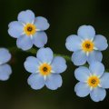 Blue petals