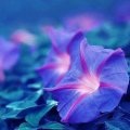 Purple love in blue dreams