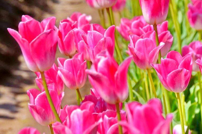 spring_shine_on_pink.jpg