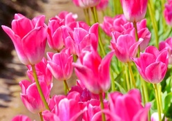 Spring shine on pink