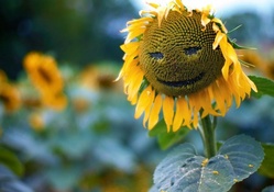 Sunflower  Smiling