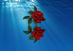 ~*~ Rose Over The Water ~*~