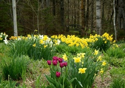My Daffodils