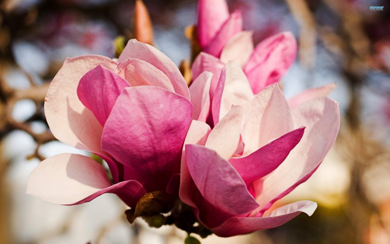 lovely_magnolias.jpg