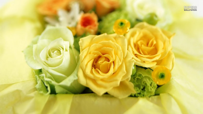 yellow_and_white_roses.jpg