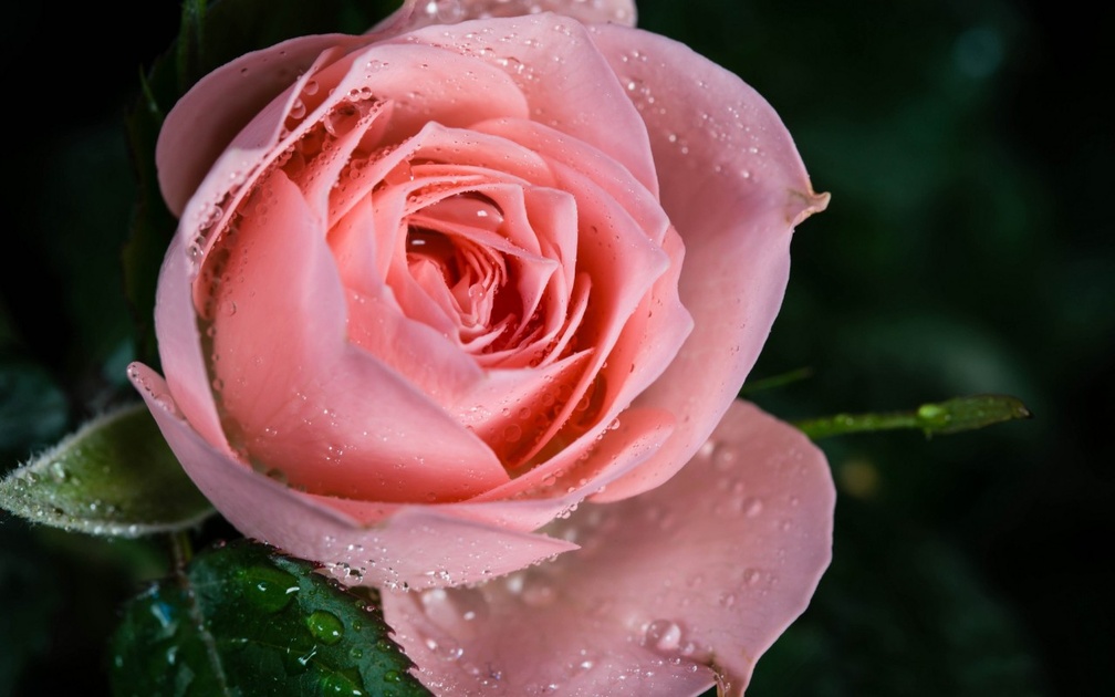 Dew drops on pink rose