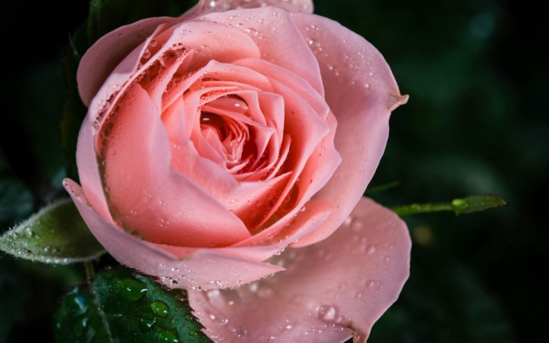 dew_drops_on_pink_rose.jpg
