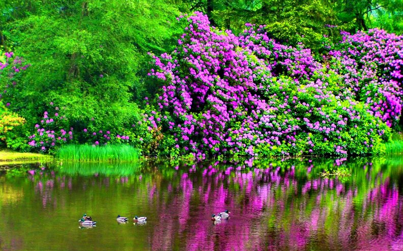 ponds_with_garden_flowers.jpg