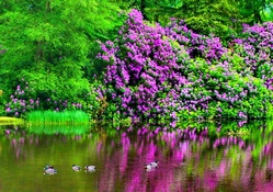 Ponds with garden flowers