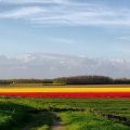 colorful fields of flowers