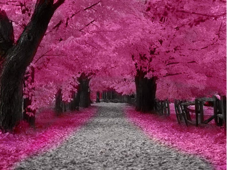 cherry_blossoms_pink.jpg