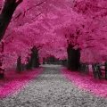 Cherry blossoms _pink