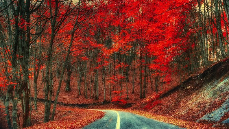 * Red autumn *