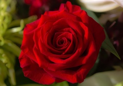 Red Rose Forever...