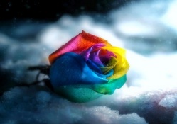 ..Colorful Rose in Gray..