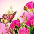 Pink Roses With two  Butterflies