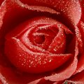 Red Rose with Water Drops