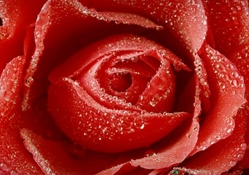 Red Rose with Water Drops