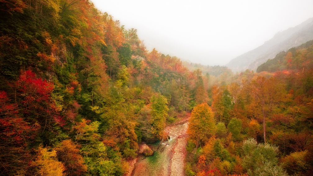 forest stream on a fogy autumn day