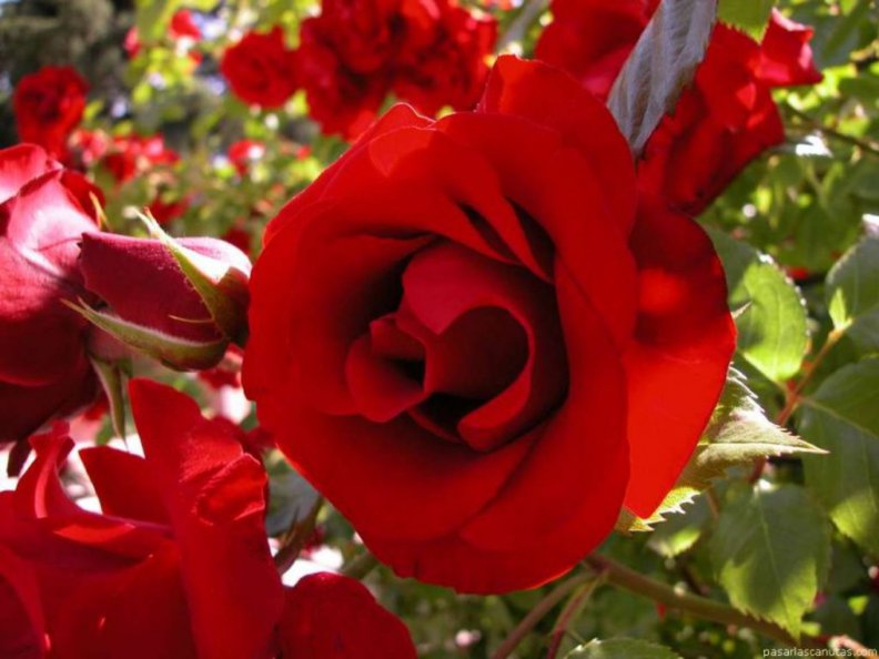 red_roses.jpg