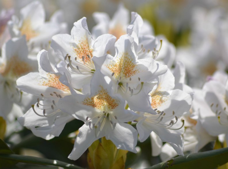 white_rhododendron.jpg